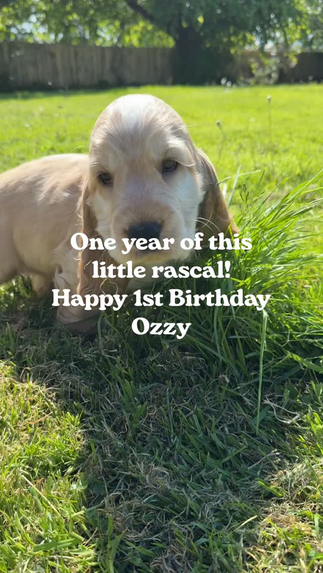 Happy 1st Birthday to this little troublemaker! 🥳🥳

What a wild and exciting year it has been since this little one joined the family, he’s definitely brought the chaos!😆

#dogfirstbirthday #puppychaos #petholidayhomes #dogswelcomehere #petfriendlyaccomodation